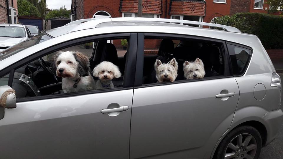 dog walking in Sale