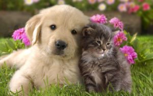 dog walking Sale