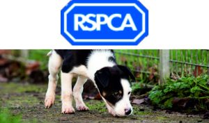 Dog Walkers Sale